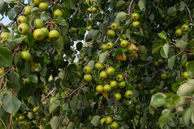 Kleine krabappels in de boomgaard Wilde appels zijn perfect voor conserven en appelazijn