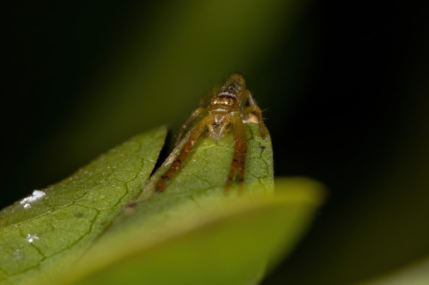 Kleine krabspin van de familie Thomisidae