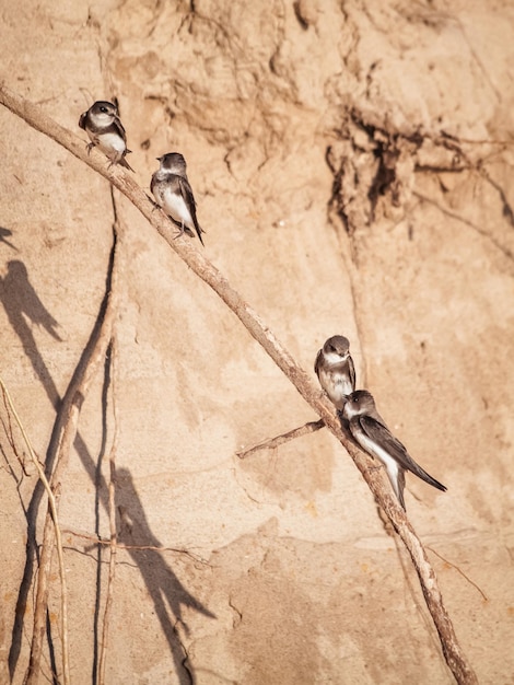 Kleine kustvogels zitten op de wortels van de glooiende helling van de kustlijn.