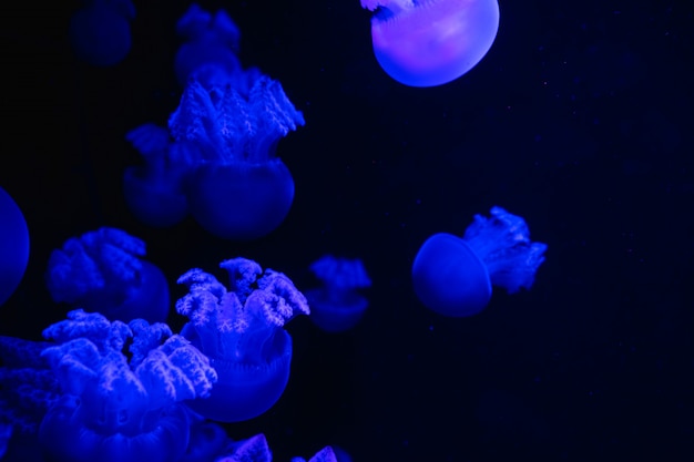 Kleine kwallen die met blauw licht worden verlicht dat in aquarium zwemt. Abstracte achtergrond. Vrije ruimte voor tekst