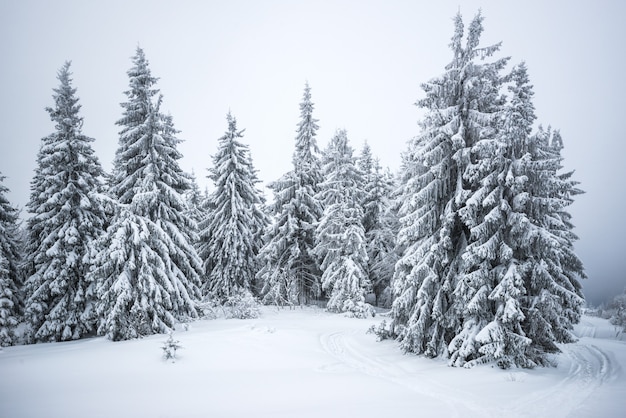 Kleine kwetsbare boom bedekt met rijp eenzaam groeit uit een sneeuwjacht tegen de achtergrond van gigantische eeuwenoude wazige besneeuwde sparren.