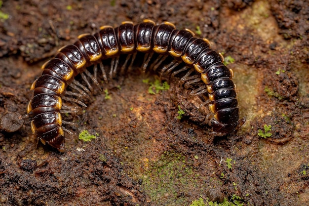 Kleine Lange flens Duizendpoot van de soort Asiomorpha coarctata