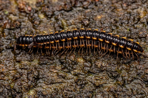 Kleine Lange flens Duizendpoot van de soort Asiomorpha coarctata