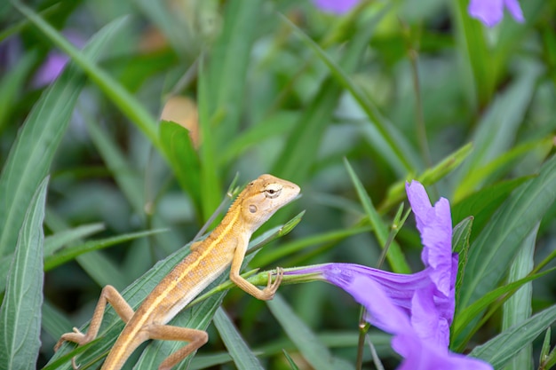 Kleine lange tailed hagedis op paarse bloem of Ruellia squarrosa (Fenzi) Cufod in de tuin.