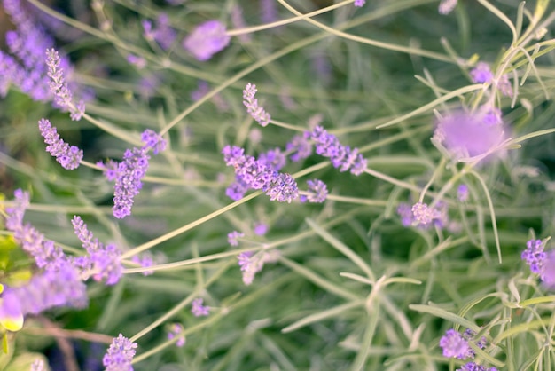 Kleine lavendelbloemen op onscherpe groene grasachtergrond