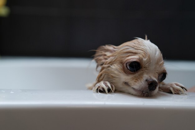 Foto kleine leuke bruine chihuahuahond die op eigenaar in de ton na het nemen van een bad in badkuip wachten