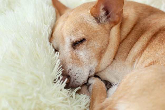 Kleine leuke vermoeide Chihuahua-hondslaap op bed