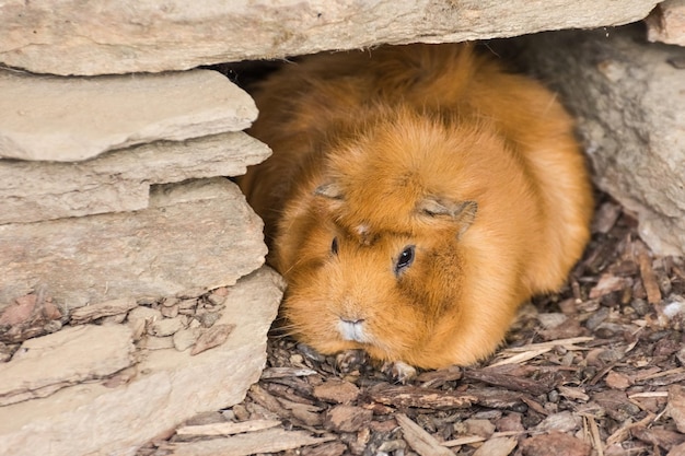 Kleine lieve bruine hamster zit in een grot gemaakt van stenen