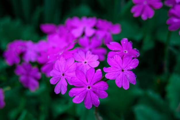 Kleine lila bloemen op het bloembed in de tuin