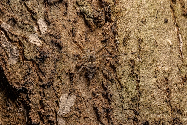 Kleine Longspinneret-spinnekop