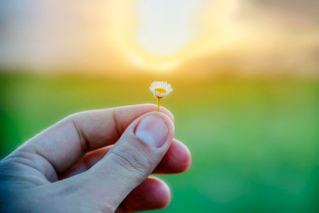 Kleine madeliefjebloem in een mannelijke hand op een achtergrond van zonnige zonsondergang