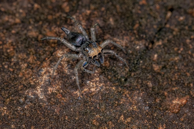 Kleine mannelijke springspin van de soort Maeota dichrura