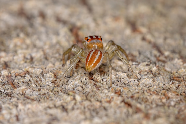 Kleine mannelijke springspin van het geslacht Chira