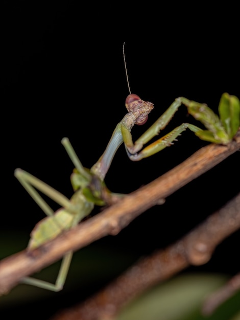 Kleine mantid nimf van de onderfamilie vatinae