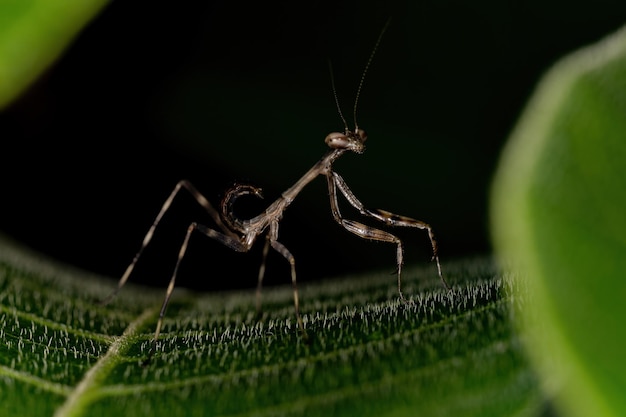 Kleine Mantid-nimf van het geslacht Oxyopsis