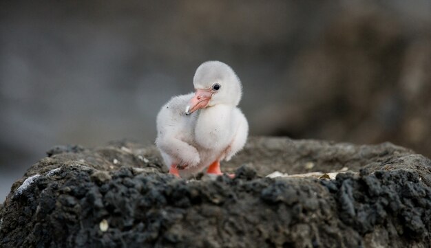 Kleine meid Caribische flamingo