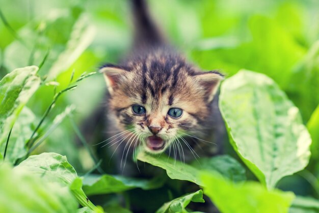 Kleine miauwende kitten die op een weegbree loopt