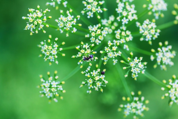 Kleine mier op de bloem op groene achtergrond