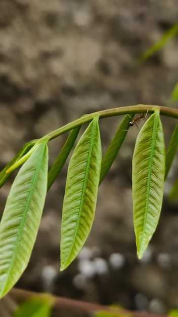 Kleine mieren die op bladeren lopen