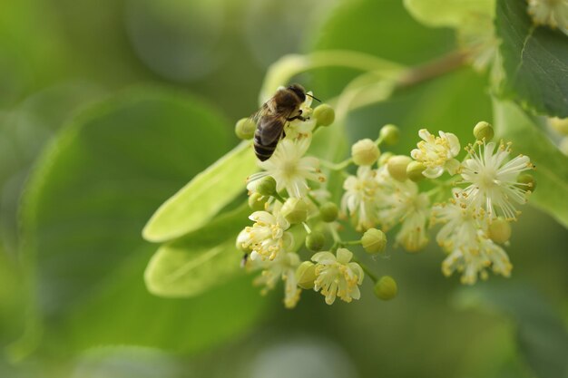 kleine mooie bij op de lindeboombloesem in de tuin