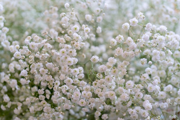 Kleine mooie decoratieve bloemen.