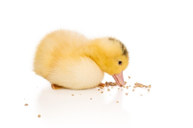 kleine mooie gele eendje pikt gemengd voer geïsoleerd op een witte achtergrond