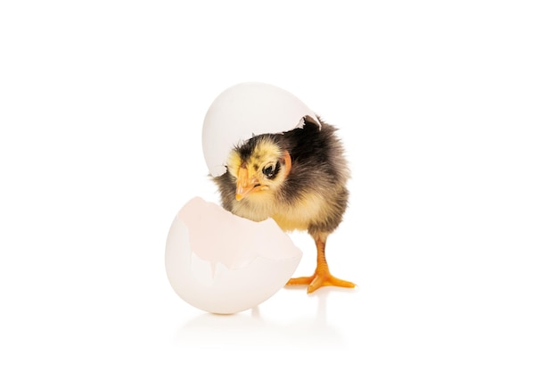kleine mooie kip met blote nek die net uit een ei is gekomen dat op een witte achtergrond wordt geïsoleerd
