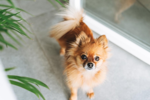 Kleine mooie rode Pommeren hond die thuis naar de camera kijkt