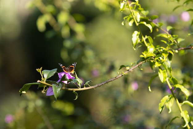 Kleine mooie vlinder op een boom