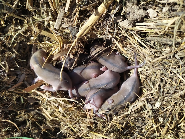 Kleine muizen in een nest van oud gras