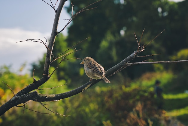 Foto kleine musvogel zittend op een tak