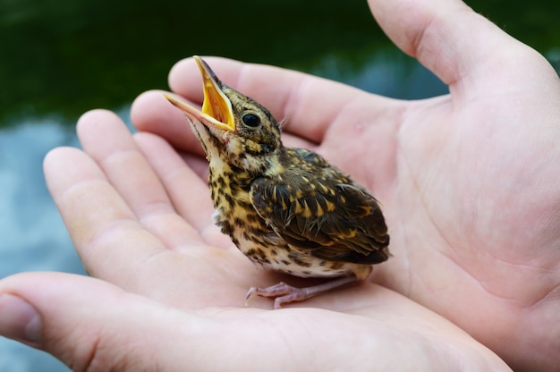 Kleine nestvogel slikt rivier (Swift), een man houdt in zijn handen.