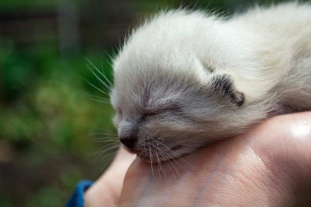 Kleine, net geboren, blinde kittens in de handpalmen