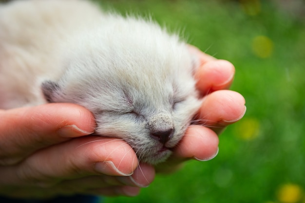Kleine, net geboren, blinde kittens in de handpalmen