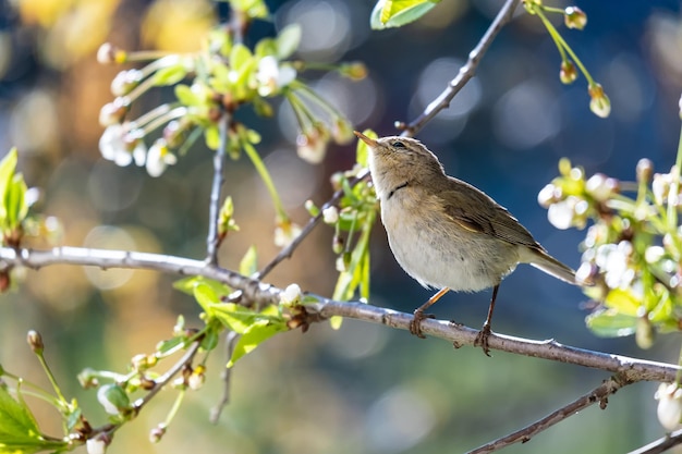 Kleine nieuwsgierige vogel Opgezette grasmus op een tak op een wazige achtergrond van kersenbloemen