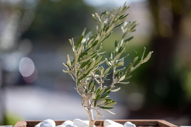 Foto kleine olijfboom groeit in pot close-up weergave