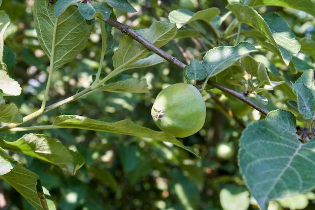 Kleine onrijpe groene zure appel die op een boomclose-up hangt