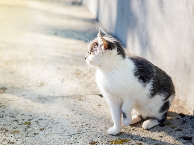 Kleine ontspannende kat op siësta, nieuwsgierig katje