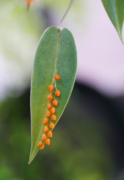 Kleine oranje bloemen van Pleurothallis Truncata, een orchideeënfamilie uit Ecuador