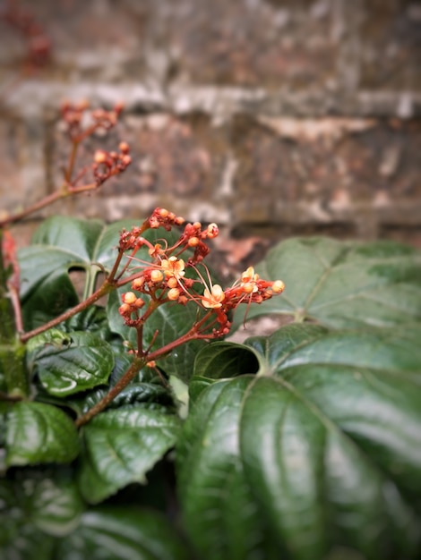 Kleine oranje bloemen