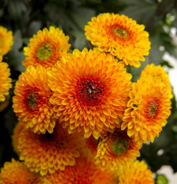 Kleine oranje chrysanten