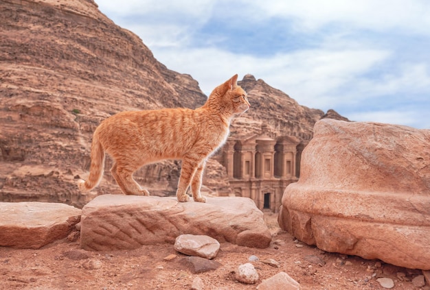 Kleine oranje kat die over rode rotsen loopt, bergachtig landschap in Petra Jordan, met de achtergrond van een kloostergebouw