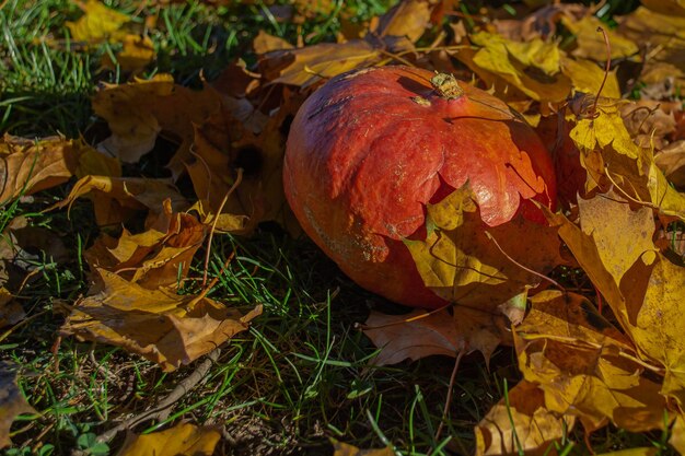 Kleine oranje pompoen in gele esdoornbladeren ter plaatse met gras