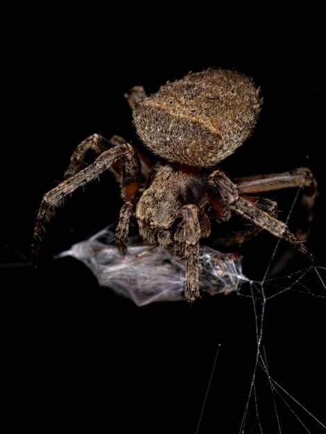 Kleine Orbweaverspin van de familie Araneidae