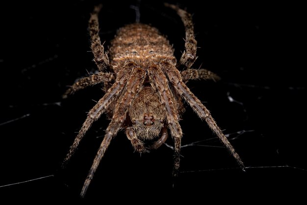 Kleine orbweverspin van de familie Araneidae