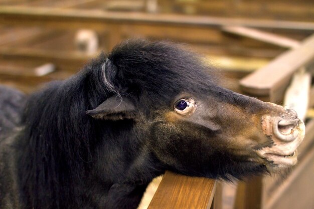 Kleine paardenpony die uit het verblijf gluurt