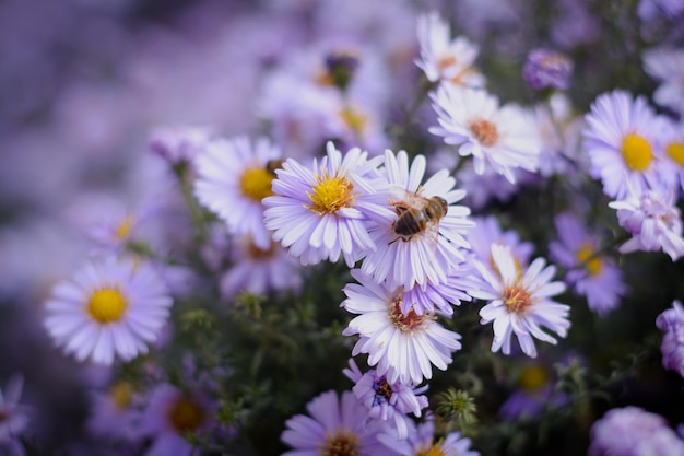 Kleine paarse bloemen en kleine bijen madeliefjes in de tuin