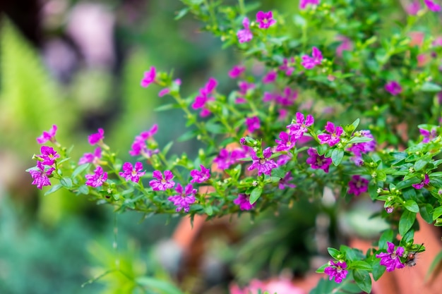 kleine paarse bloemen en planten