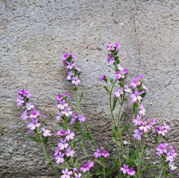 Kleine paarse bloemen groeien in de buurt van de muur van het huis. concrete achtergrond