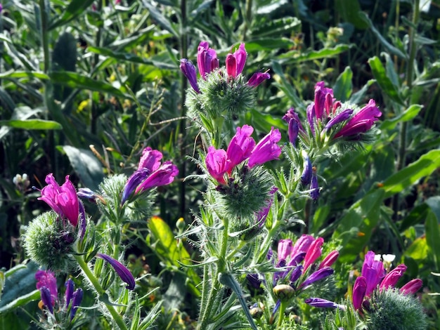 Kleine paarse bloemen in een veld of gazon Phacelia Natuur bloeiende wilde bloemen